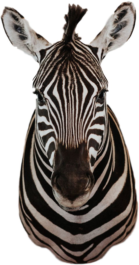 A Close Up Of A Zebra