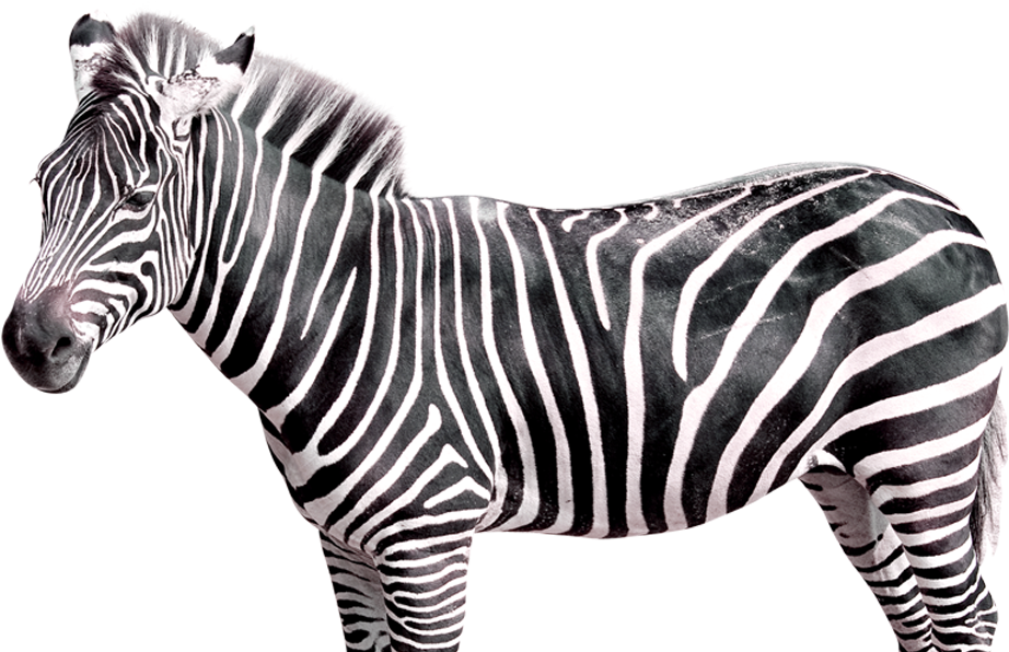 A Zebra Standing On A Black Background