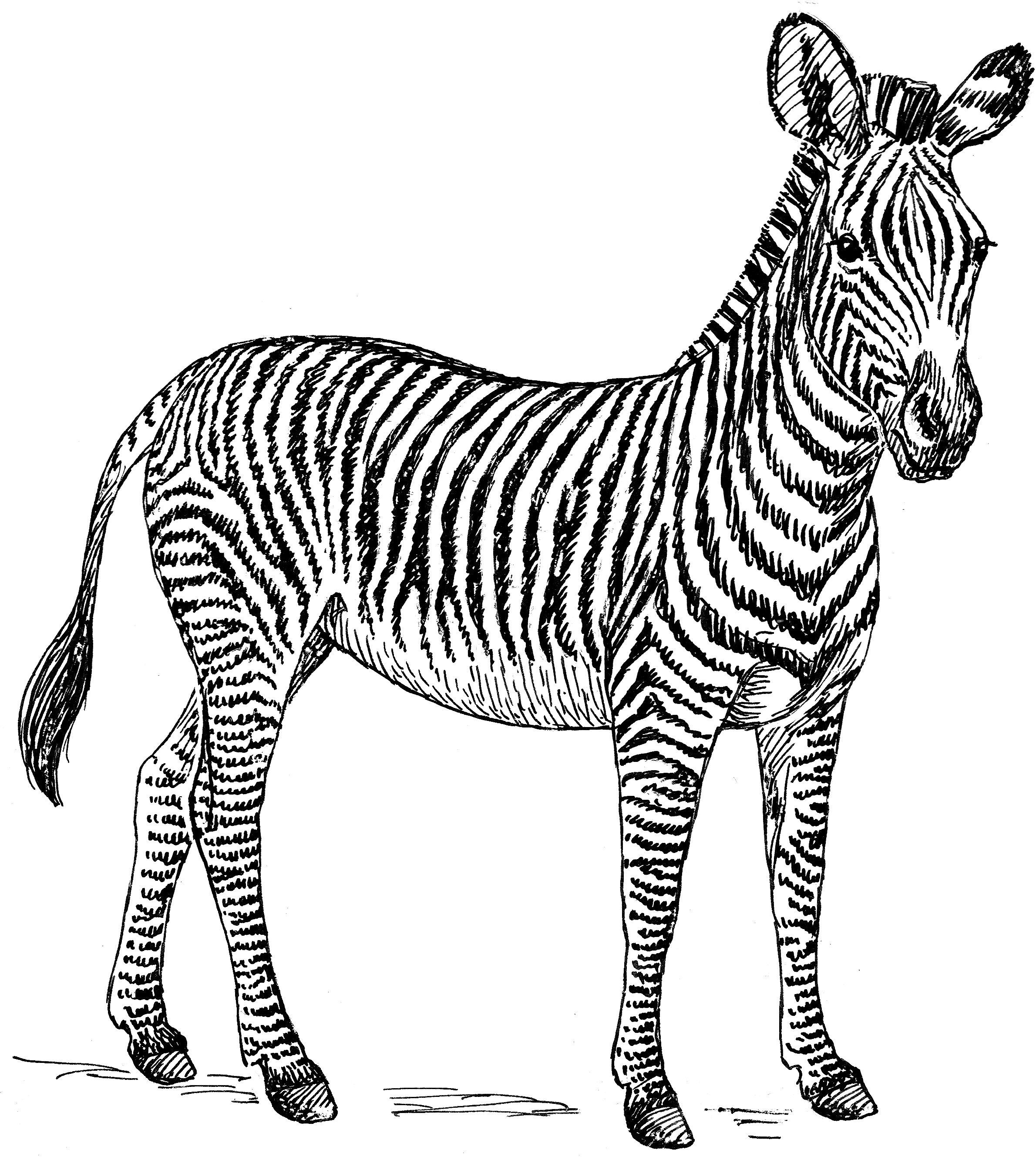 A Black And White Drawing Of A Zebra