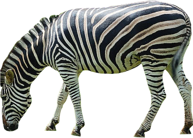 A Zebra Standing On Its Hind Legs