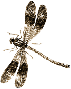 A Dragonfly With Wings