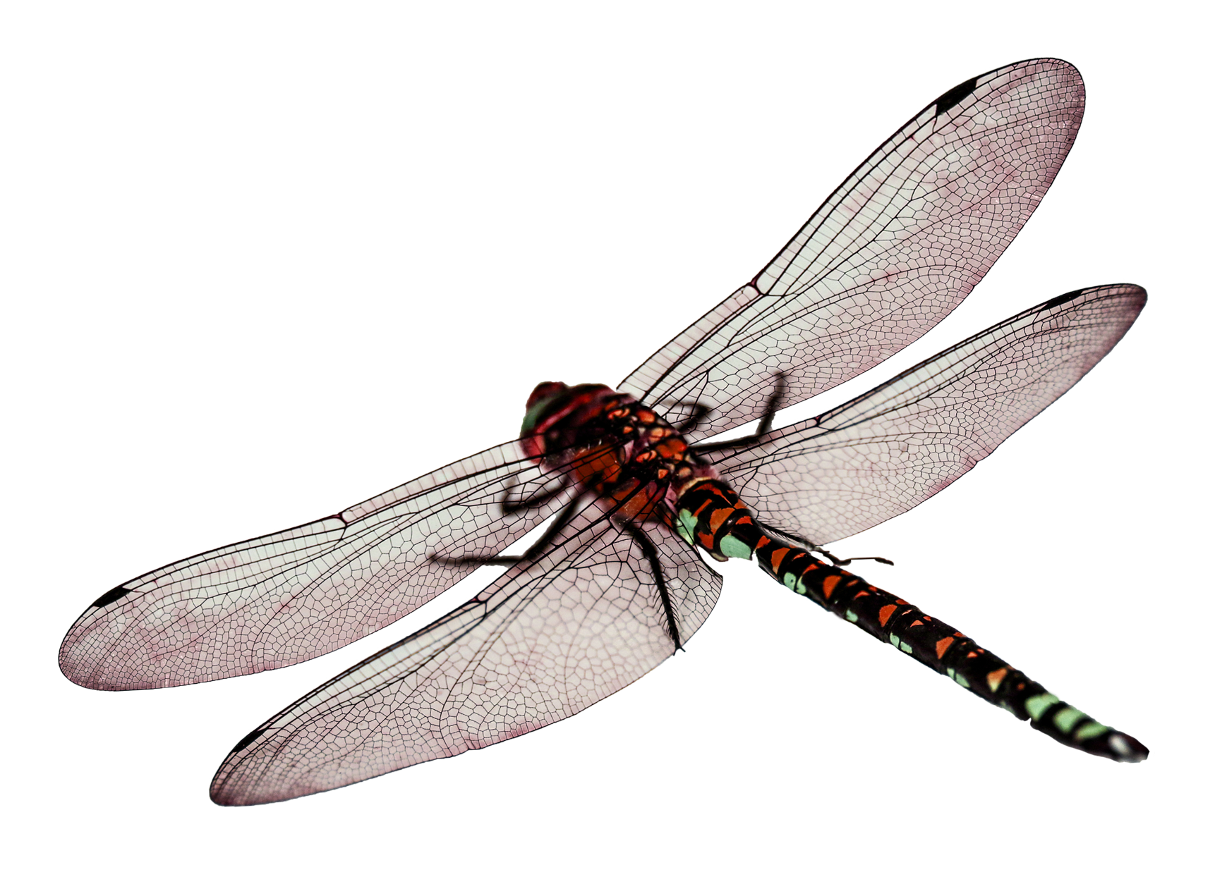 Dragonfly Png 1739 X 1254