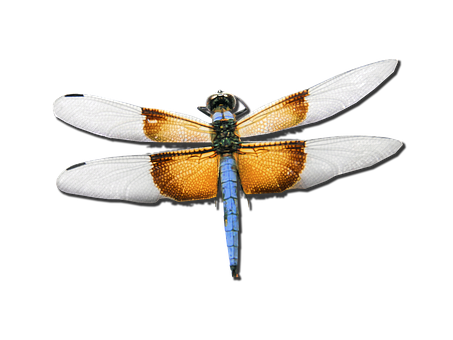 A Close Up Of A Dragonfly
