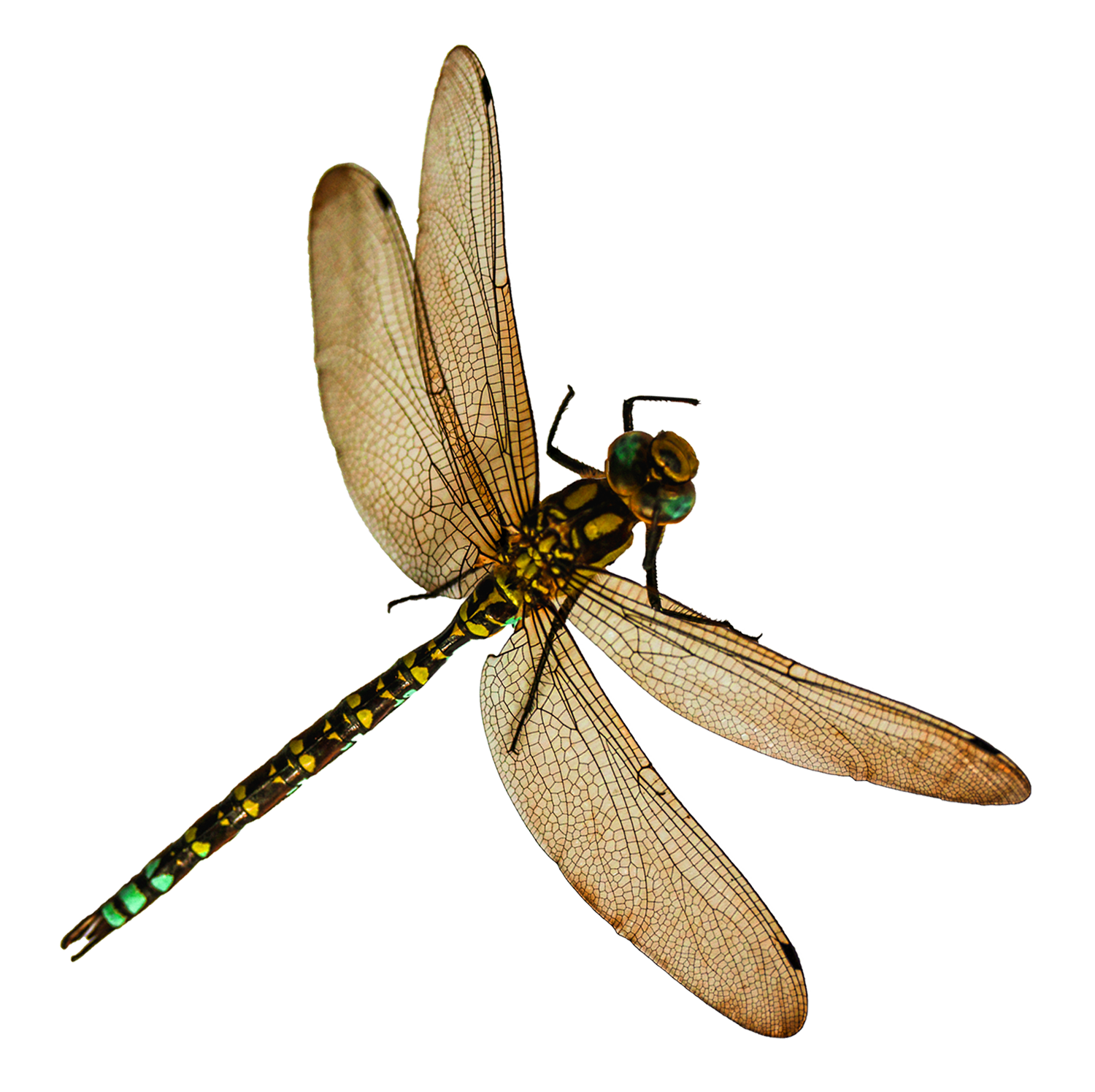 A Dragonfly With Wings