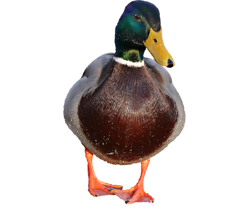 A Duck With A Yellow Beak