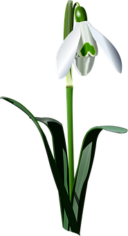A White Flower With Green Leaves