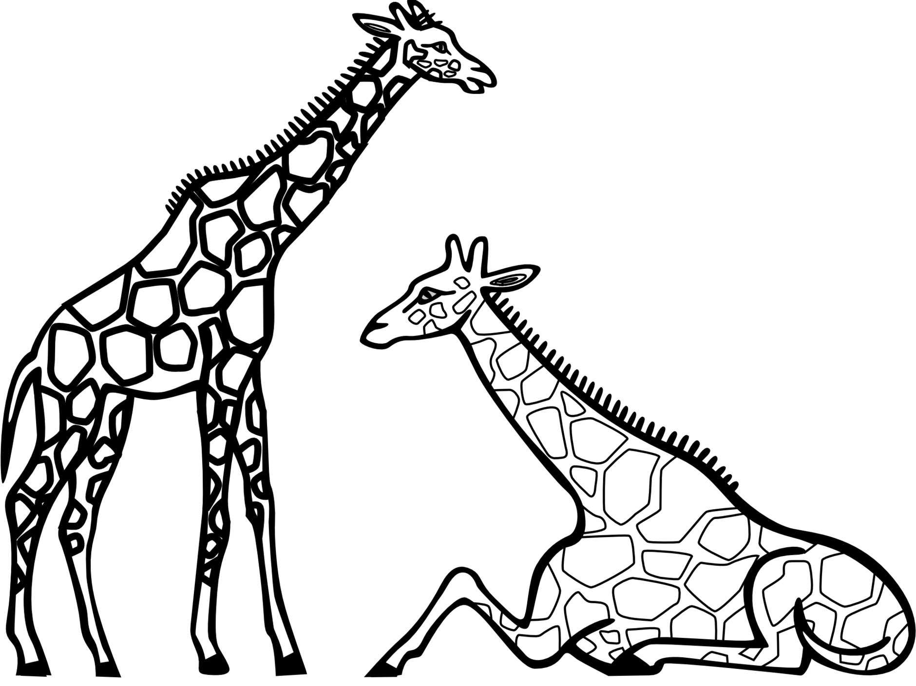 A Couple Of Giraffes On A Black Background