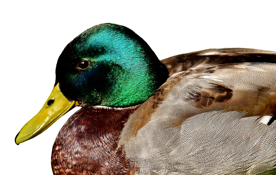 Duck Png 960 X 608