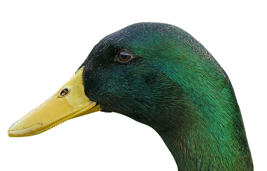 Duck Png 531 X 340