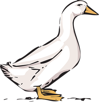 A White Duck With Yellow Beak