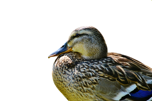 A Close Up Of A Duck