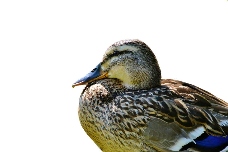 Duck Png 960 X 638