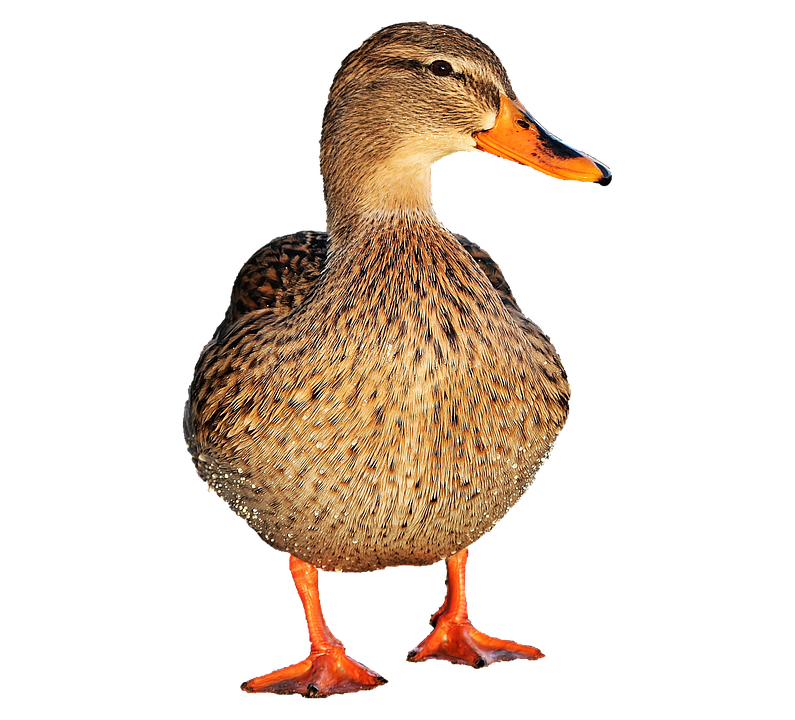 Duck Png 795 X 720