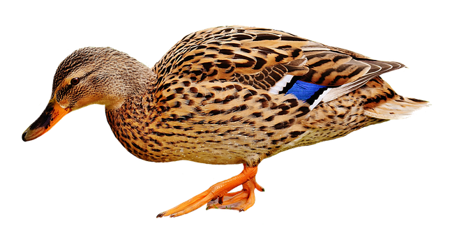 Duck Png 645 X 340