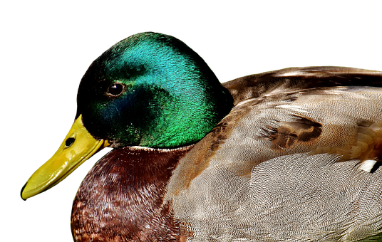 Close-up Drake Mallard Duck