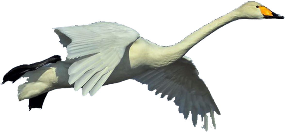 A White Bird Flying With Its Wings Spread