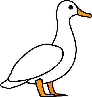 A White Duck With Orange Legs