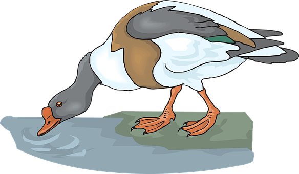 Duck Png 584 X 340