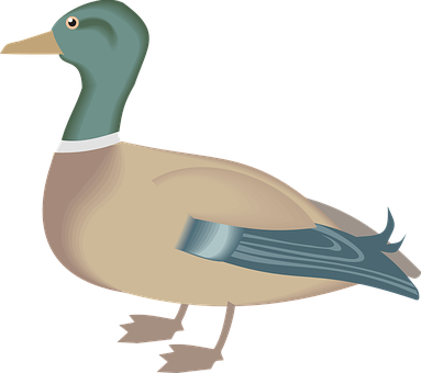 A Duck With A Blue Neck