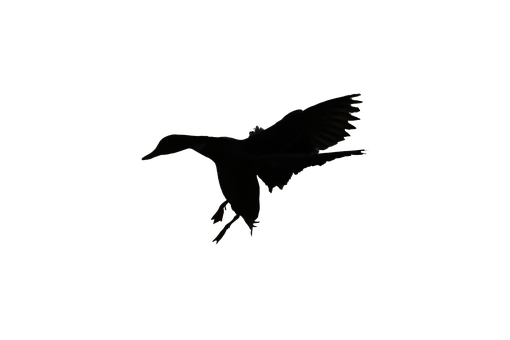 A Silhouette Of A Duck In The Dark