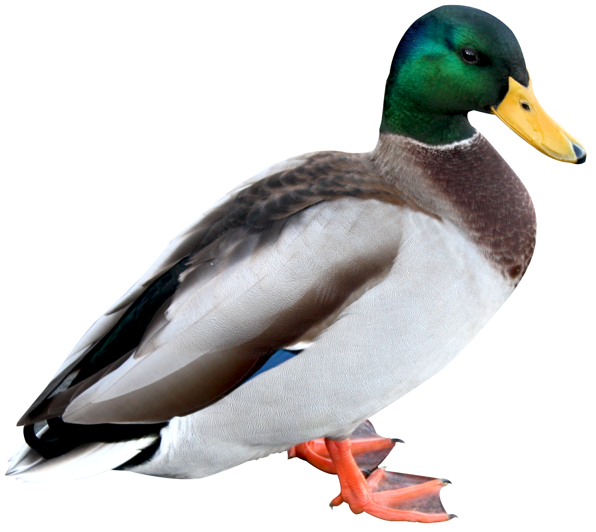 Duck Png 2017 X 1801