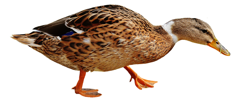 Duck Png 960 X 448