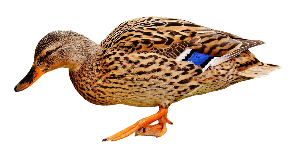 Duck Png 960 X 505