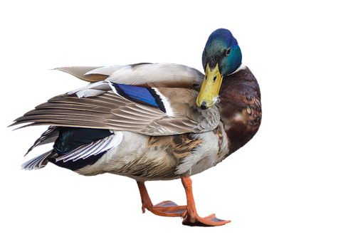 Duck Png 510 X 340