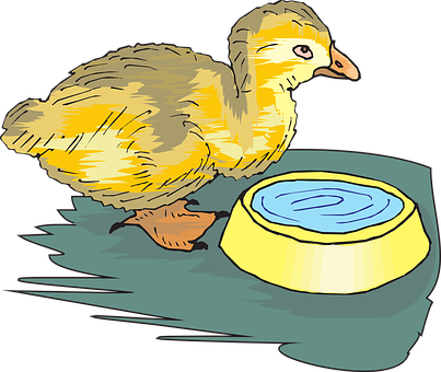 A Yellow Duckling Next To A Bowl Of Water
