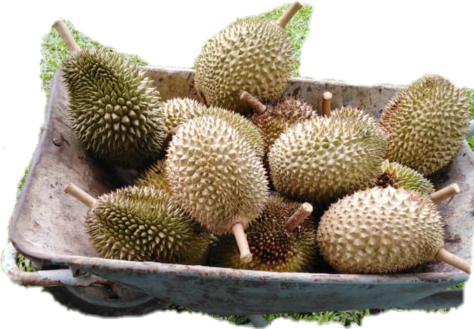 A Wheelbarrow Full Of Durian