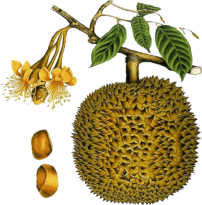 A Yellow Fruit With Green Leaves And Flowers