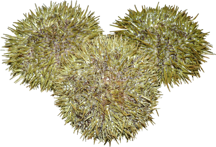 A Group Of Sea Urchins