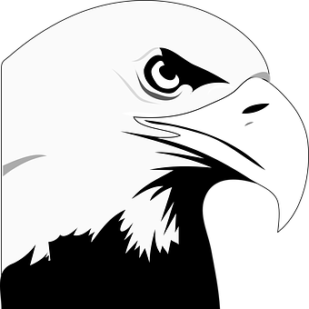 A White Eagle With Black Background