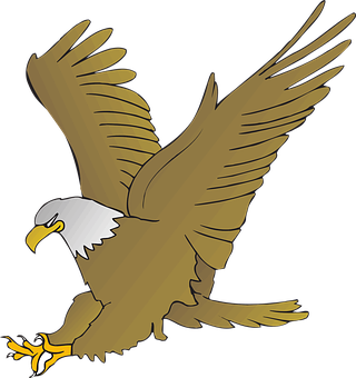 A Bald Eagle With Its Wings Spread