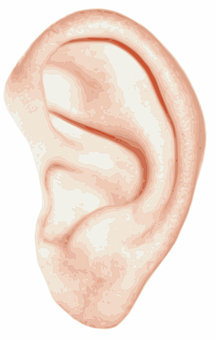 A Close-up Of A Human Ear