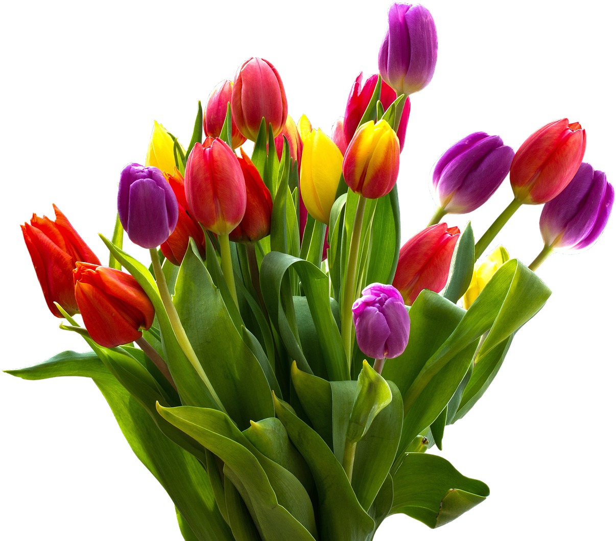 A Bouquet Of Colorful Tulips
