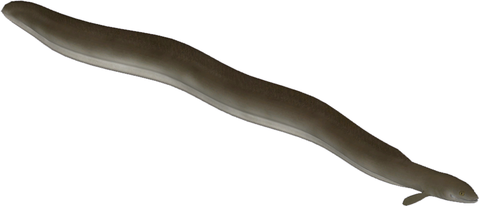 A Close Up Of A Worm