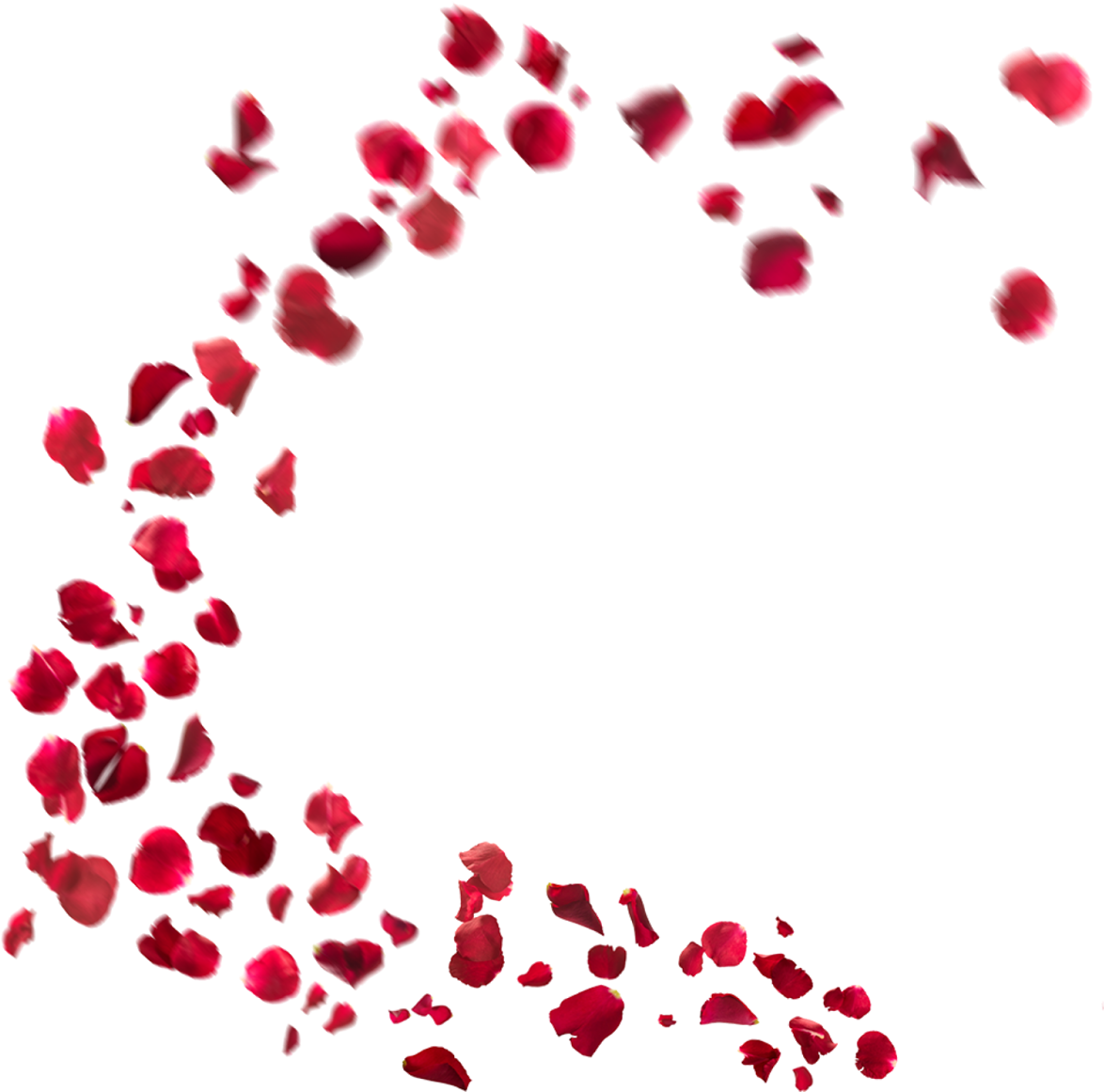 A Group Of Red Rose Petals