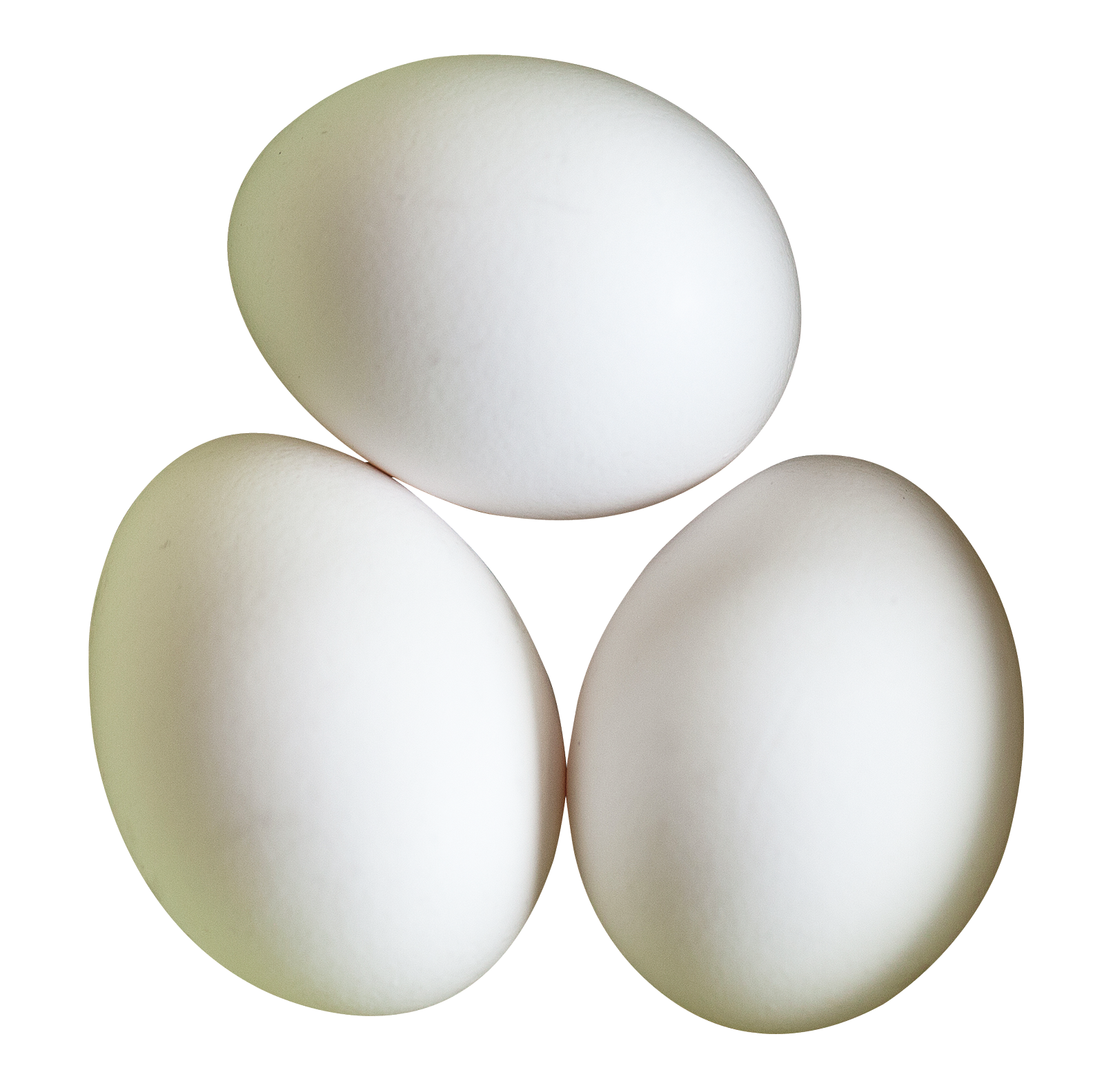 Eggs Png 1600 X 1583