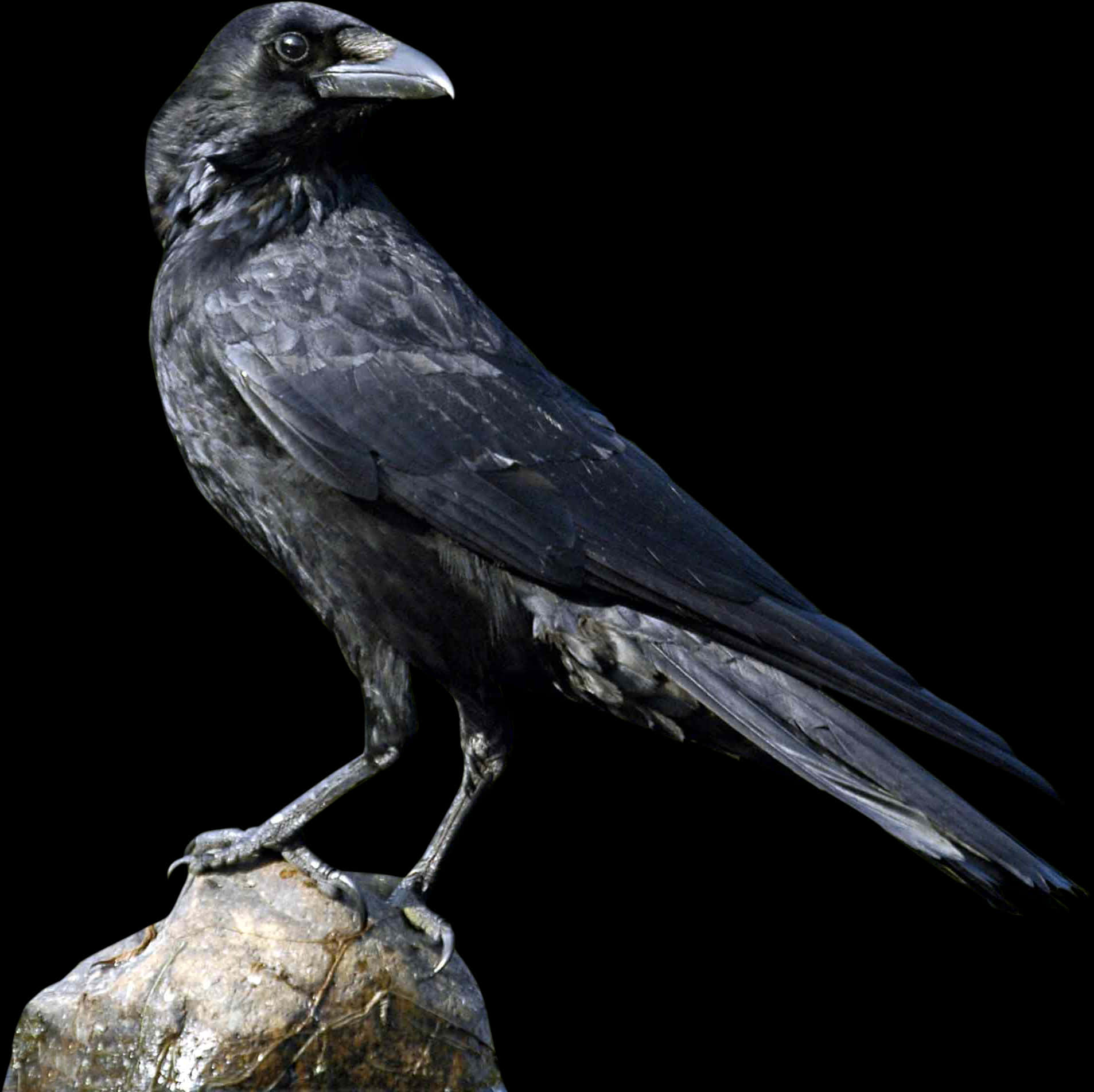 Egret Bird Png Transparent Image - Crow Png, Png Download