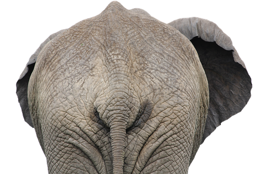 The Back Of An Elephant