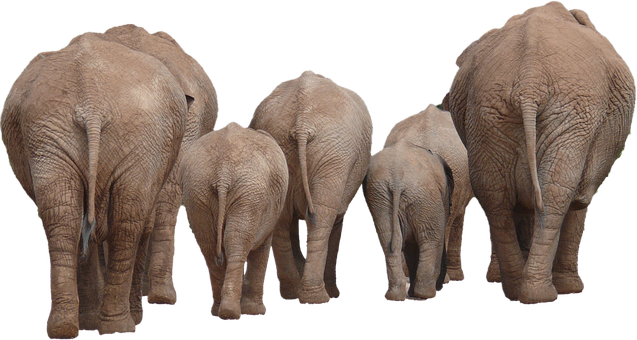 A Group Of Elephants Walking