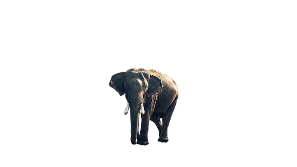 An Elephant With Tusks On Its Head