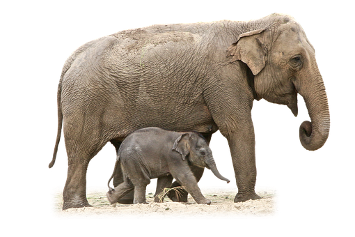 A Baby Elephant And Adult Elephant