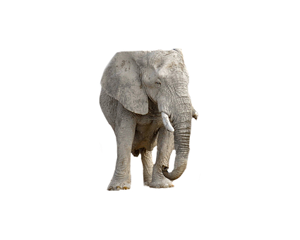 An Elephant With Tusks On Its Trunk