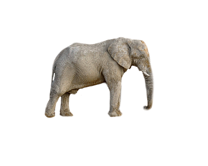An Elephant With Tusks On Its Back
