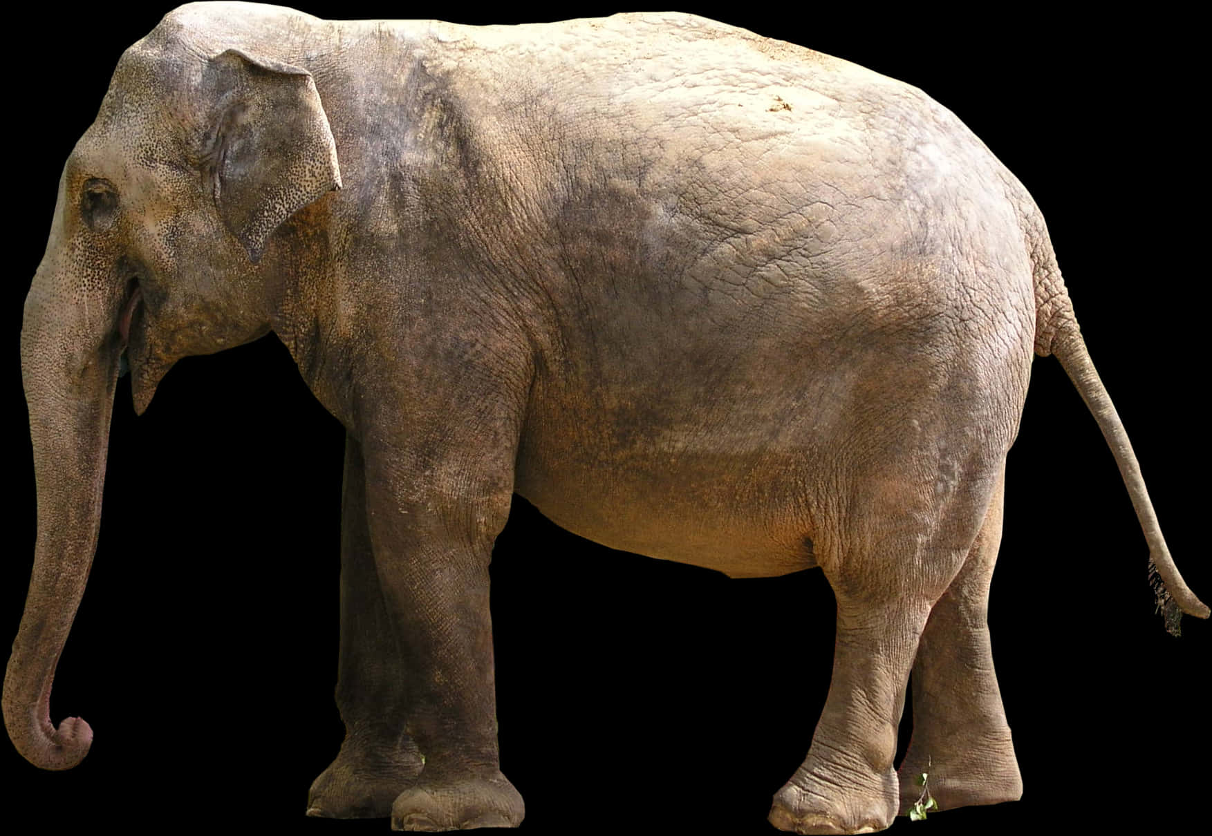 An Elephant Standing On A Black Background