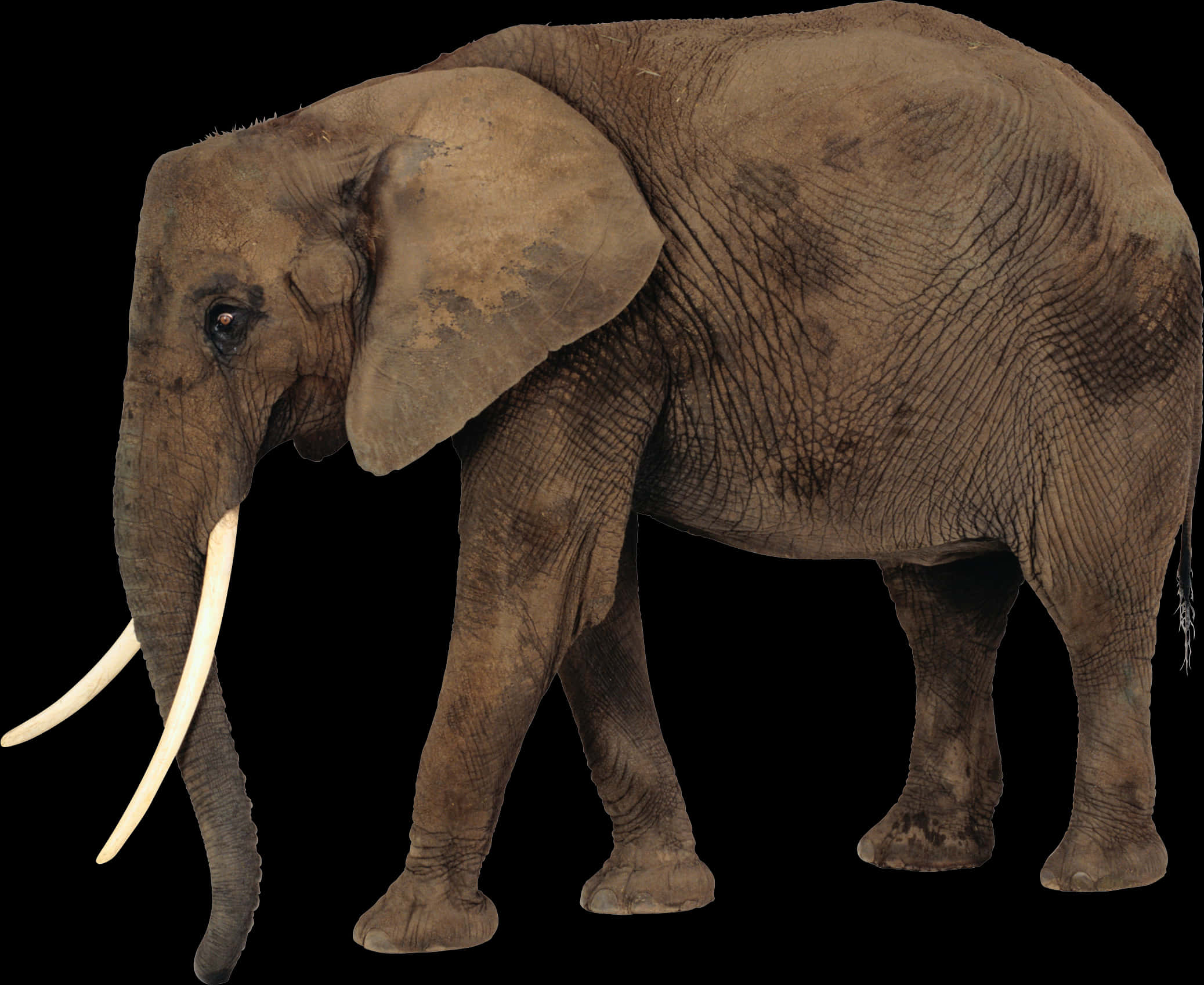 An Elephant With Tusks And A Black Background