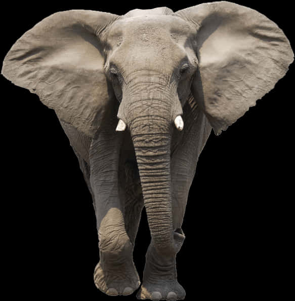 An Elephant With Large Ears