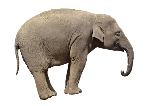 An Elephant With A Black Background